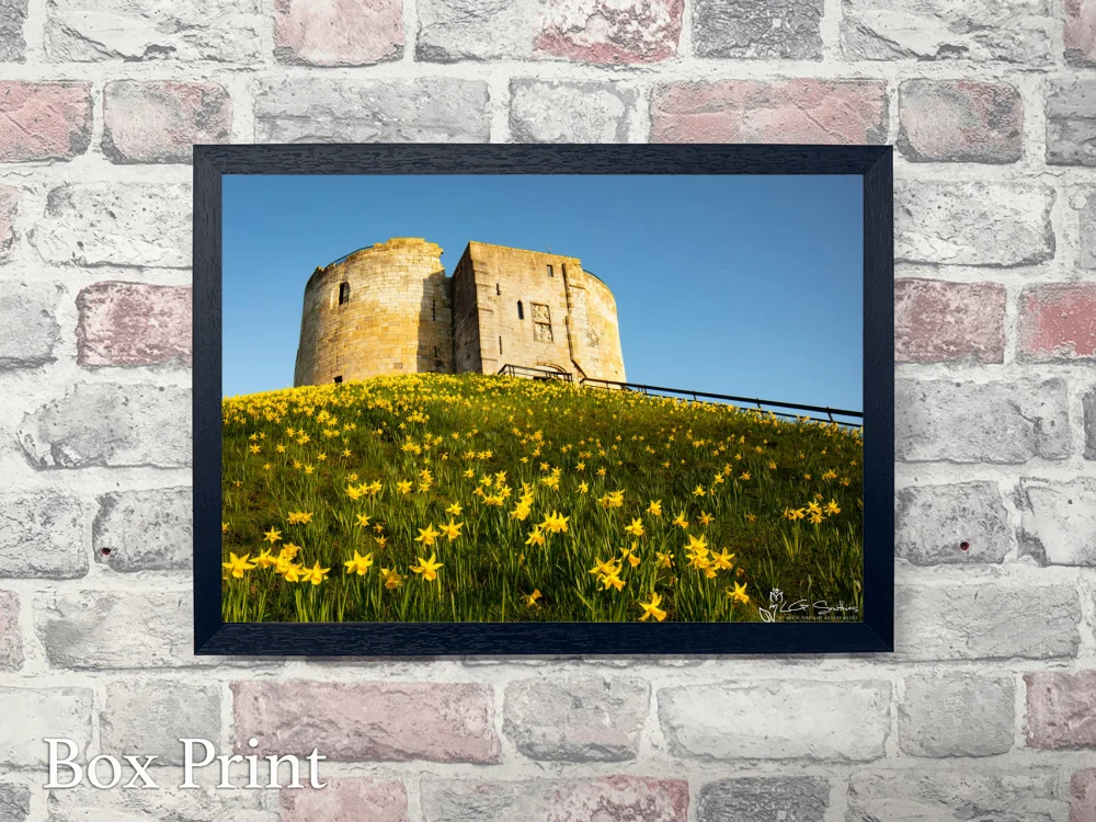 York Daffodils At Clifford's Tower 4 York Daffodils At Clifford's Tower - Landscape-Box-Print