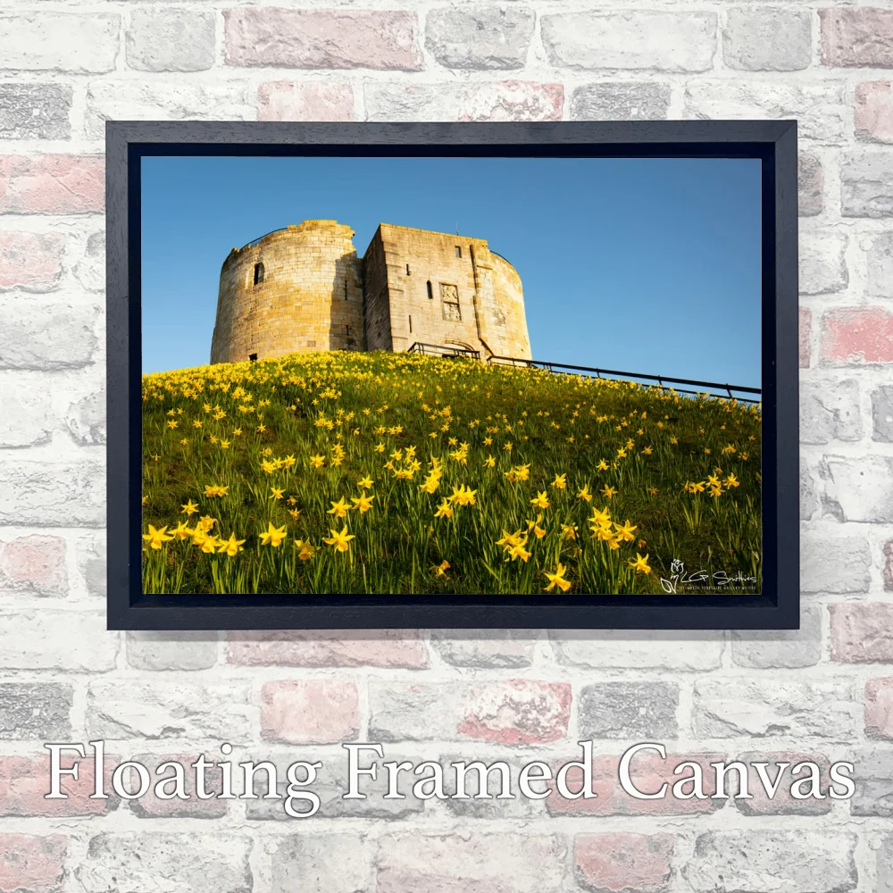 York Daffodils At Clifford's Tower 3 York Daffodils At Clifford's Tower - Landscape-Float-Frame-Canvas