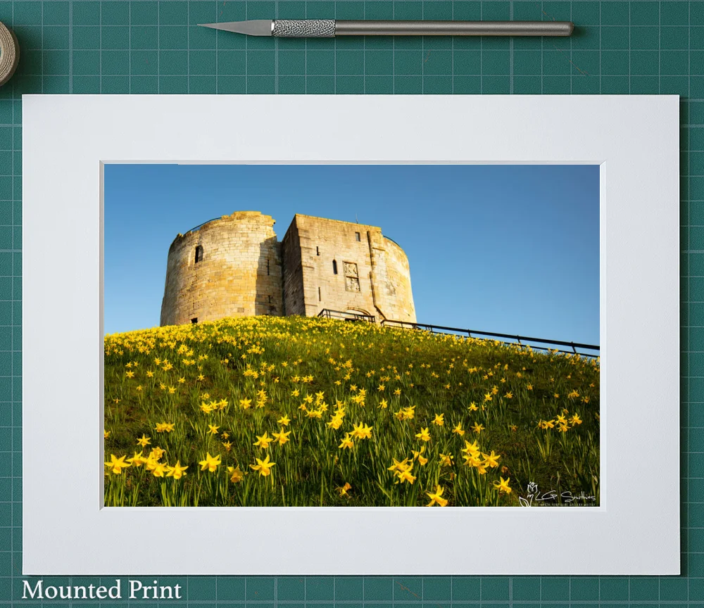 York Daffodils At Clifford's Tower 2 York Daffodils At Clifford's Tower - Landscape-Mounted-Print