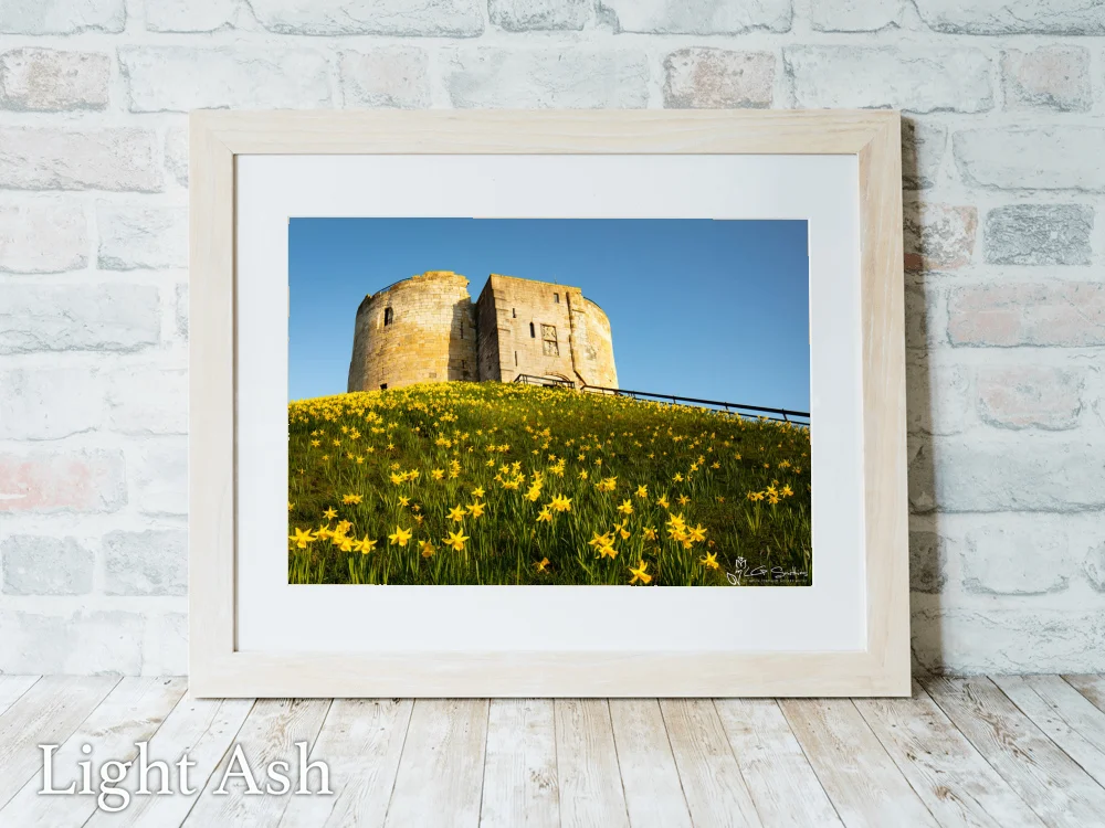 York Daffodils At Clifford's Tower 5 York Daffodils At Clifford's Tower - Light-Ash-Landscape-Frame